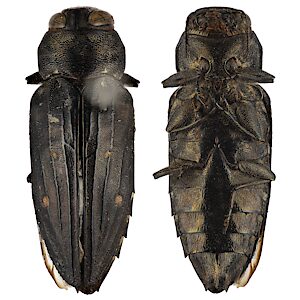 Chrysobothris subsimilis, SAMA 25-021683, female, NW, photo by Peter Lang for SA Museum